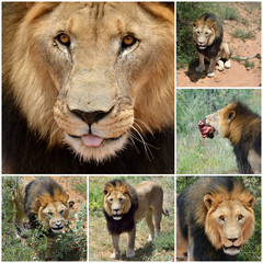 Male lion collage, Namibia