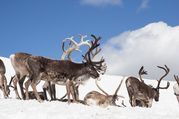 Reindeer, Norway