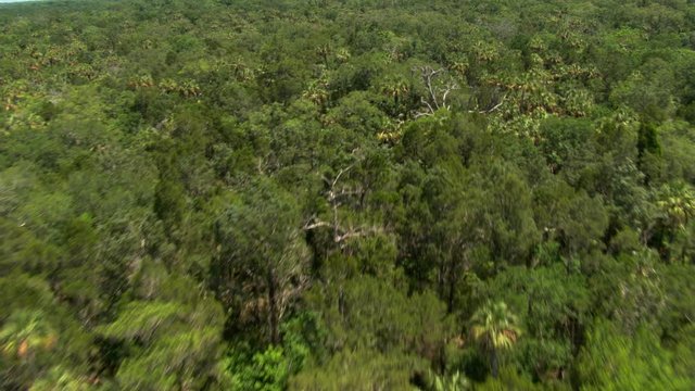 Flight over extensive Florida forest