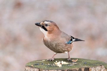 Eurasian jay watching from a tree stump.