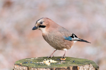 Eurasian jay watching from a tree stump.