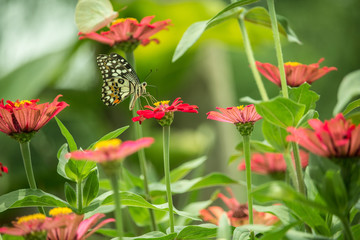 Butterfly and Flower