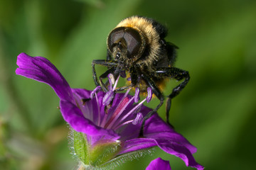 The fly sits on a violet flower