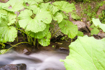 mountain river with stones