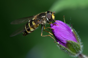 The fly sits on a violet flower bud
