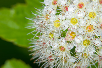 Macro photo of flowers physocarpus kalinolistny