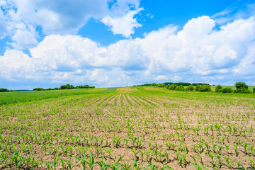 Fototapeta na wymiar Beautiful green field with white clouds on blue sky in summer landscape, Poland