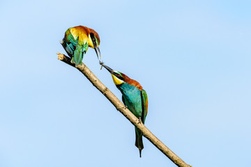 Gruccioni