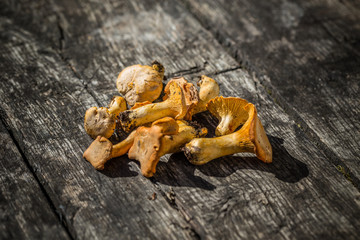 Yellow chanterelles mushroom