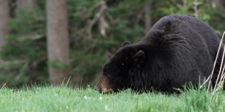 Black bear feeding on grass