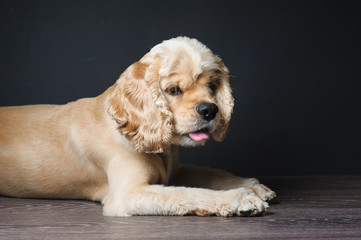 American cocker spaniel lying on dark background. Young purebred Cocker Spaniel.
