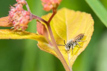 Little fly with trendy hairstyle sitting on a leaf