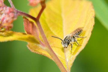 Little fly with trendy hairstyle sitting on a leaf