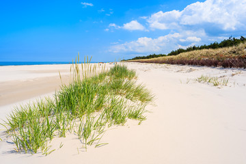 Green grass on sand dune on beautiful beach in Bialogora coastal village, Baltic Sea, Poland