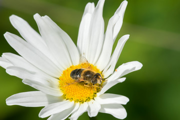 Obraz premium Hoverfly Fly sits on a camomile