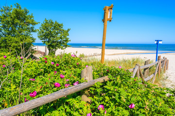 Flowers growing at entrance to beautiful sandy beach in Bialogora coastal village, Baltic Sea,...