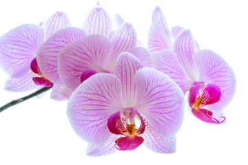 Naklejka na ściany i meble Beautiful Pink Orchid Flowers Isolated on the White Background