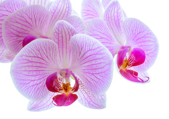 Beautiful Pink Orchid Flowers Isolated on the White Background