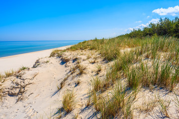 Fototapeta na wymiar Grass on sand dune on beach in Lubiatowo coastal village, Baltic Sea, Poland