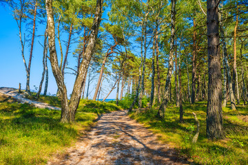 Path in forest on shore of Baltic Sea, Poland - obrazy, fototapety, plakaty