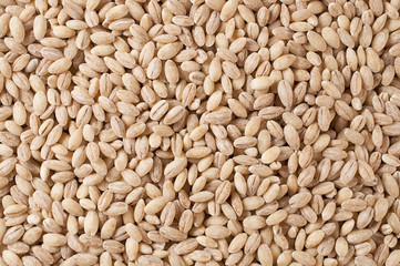 pearls barley grain seed on background