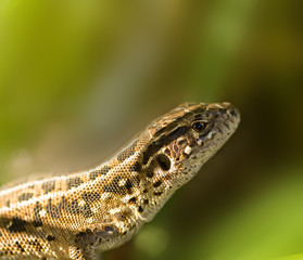 Lizard in the wild nature