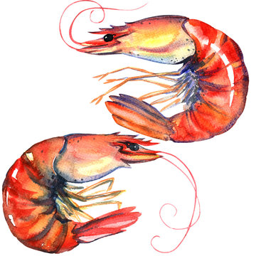 Shrimps. Prawns isolated. Seafood. Watercolor illustration on white