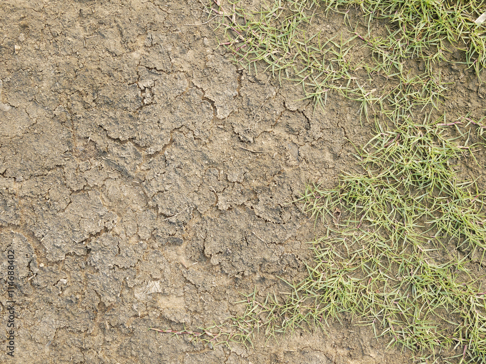 Poster cracked earth and green grass. dried ground texture