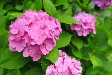 ピンクのアジサイ