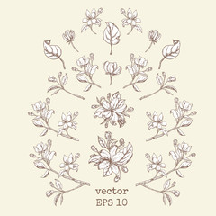 set of branches and apple flowers. Flower set: Sketch of blossoming Apple tree branch. element for your design.