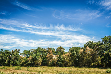 Fototapeta premium tree line and grass with blue cloudy sky