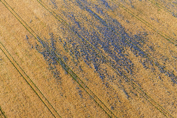 aerial view of the harvest fields  morning landscape