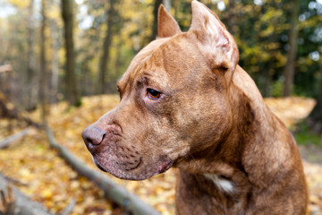 American pit bull terrier in autumn park