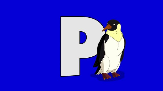 Letter P and Penguin (foreground)	Animated animal alphabet. Motion graphic with chroma key. Animal in a foreground of a letter.