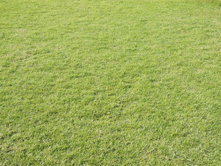 Green grass,green field with light