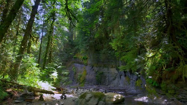 4K Lush Green Forest Slow Flowing Creek in Forest