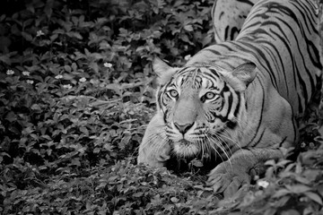 Naklejka premium close up face tiger isolated on black background