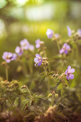 wild flowers in kontrovy light at sunset