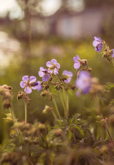 wild flowers in kontrovy light at sunset