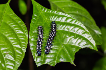 Autumn Leaf caterpillars