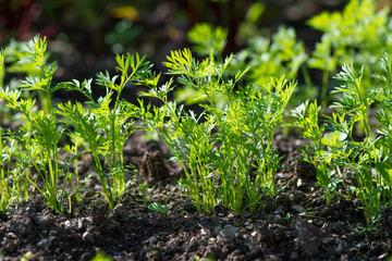Mohrrüben im Garten