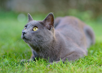 Gattino