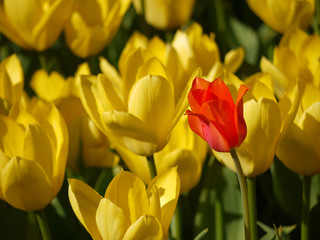 Obraz premium Tulpen.