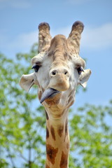 rotratto di una giraffa