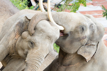 Two adult asian elephants cuddling