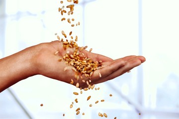 Obraz premium Cereal Plant.