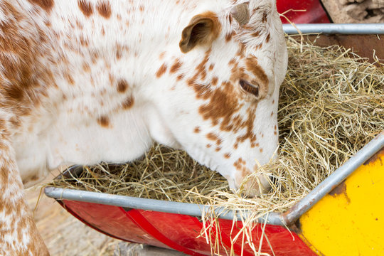Close up of cow eating hay
