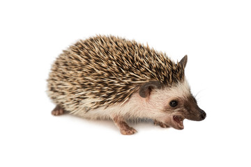 hedgehog eating isolated on white background