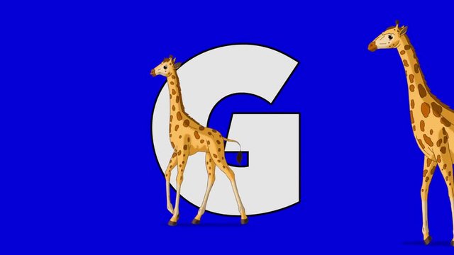 Letter G and Giraffe (foreground)	Animated animal alphabet. Motion graphic with chroma key. Animal in a foreground of a letter.