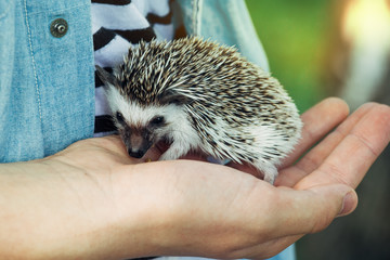 Close up of boy holding hedgehog in his hands © cherryandbees